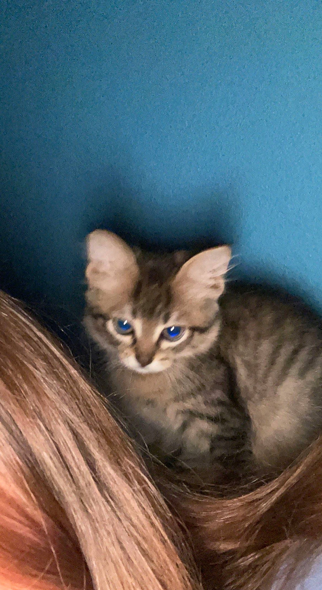 Meeko joined the competition — help win amazing prizes! carnivore, cat, domestic_short_haired_cat, ear, fawn, felidae, fur, gesture, iris, paw, small_to_medium_sized_cats, snout, tail, terrestrial_animal, whiskers, wildlife, window, wood