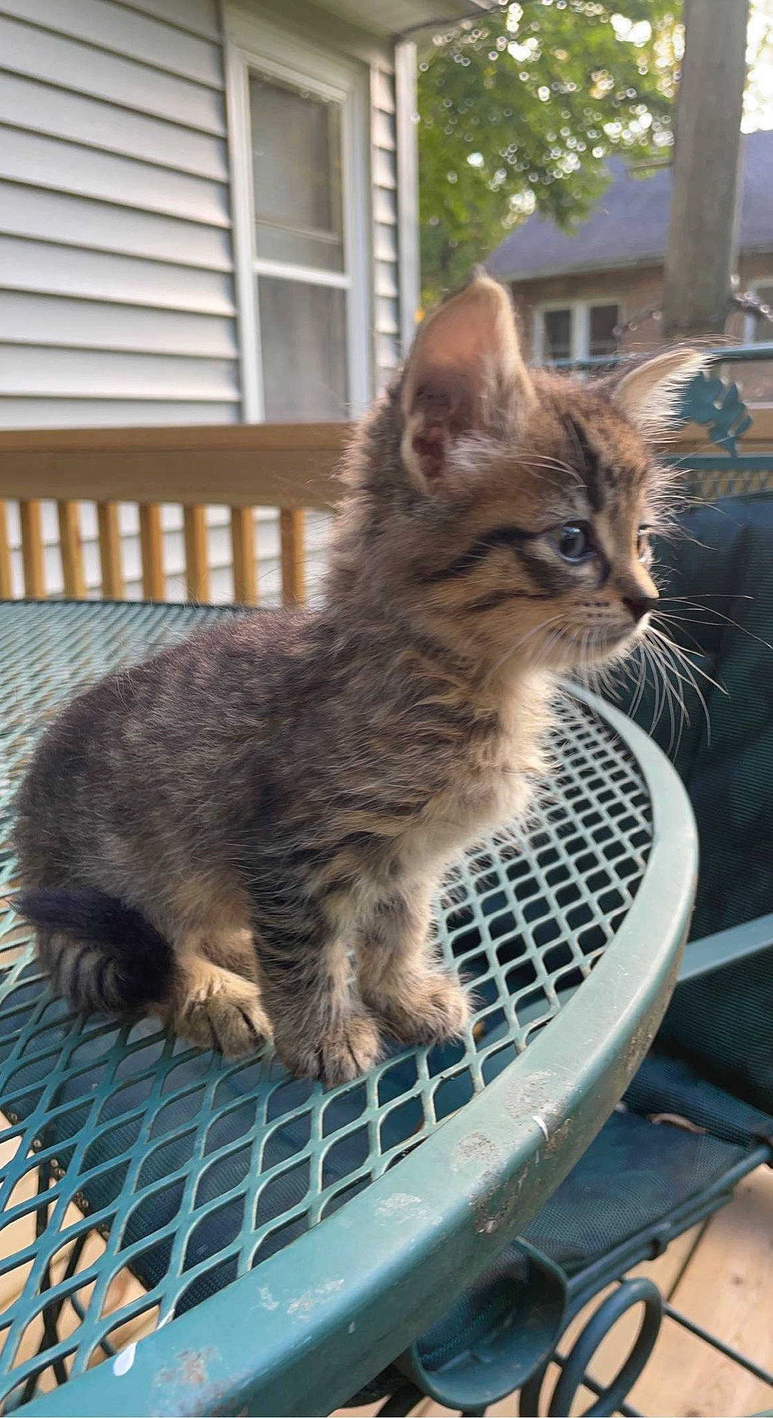 Meeko is registered to the contest to win money with this photo: animal_shelter, box, carnivore, cat, claw, domestic_short_haired_cat, fawn, felidae, fur, grass, paw, pet_supply, sitting, small_to_medium_sized_cats, snout, tail, terrestrial_animal, whiskers, window