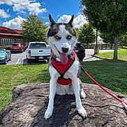 Scarlet is registered to the contest to win money with this photo: dog, husky, blue_eyes, red_harness, rock, grass, tree, sky, clouds, parking_lot, car, leash, outdoor, pet, animal, canine, sunny, daytime, nature, tongue_out