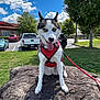dog, husky, blue_eyes, red_harness, rock, grass, tree, sky, clouds, parking_lot, car, leash, outdoor, pet, animal, canine, sunny, daytime, nature, tongue_out