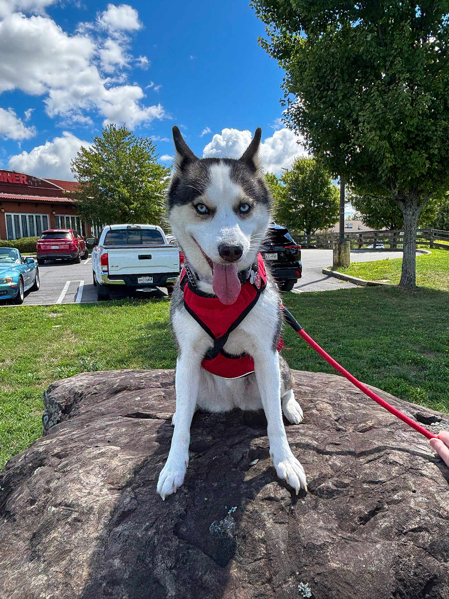 Scarlet is registered to the contest to win money with this photo: dog, husky, blue_eyes, red_harness, rock, grass, tree, sky, clouds, parking_lot, car, leash, outdoor, pet, animal, canine, sunny, daytime, nature, tongue_out