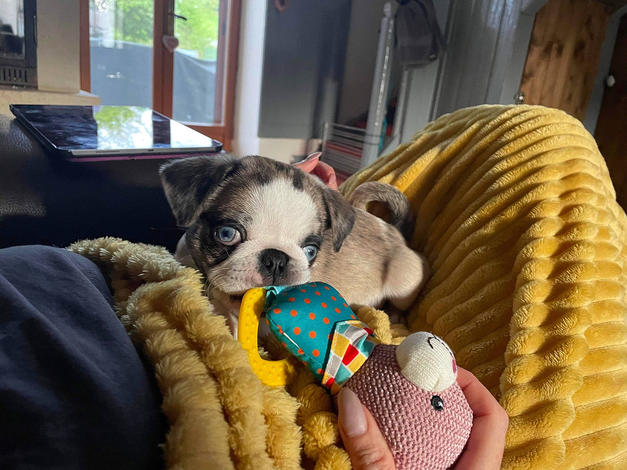 Marcel participe au concours pour gagner de l'argent avec cette photo : canidae, carnivore, comfort, companion_dog, couch, dog, dog_breed, dog_supply, fawn, flooring, fur, linens, snout, stuffed_toy, textile, toy_dog, whiskers, wool, woolen, working_animal