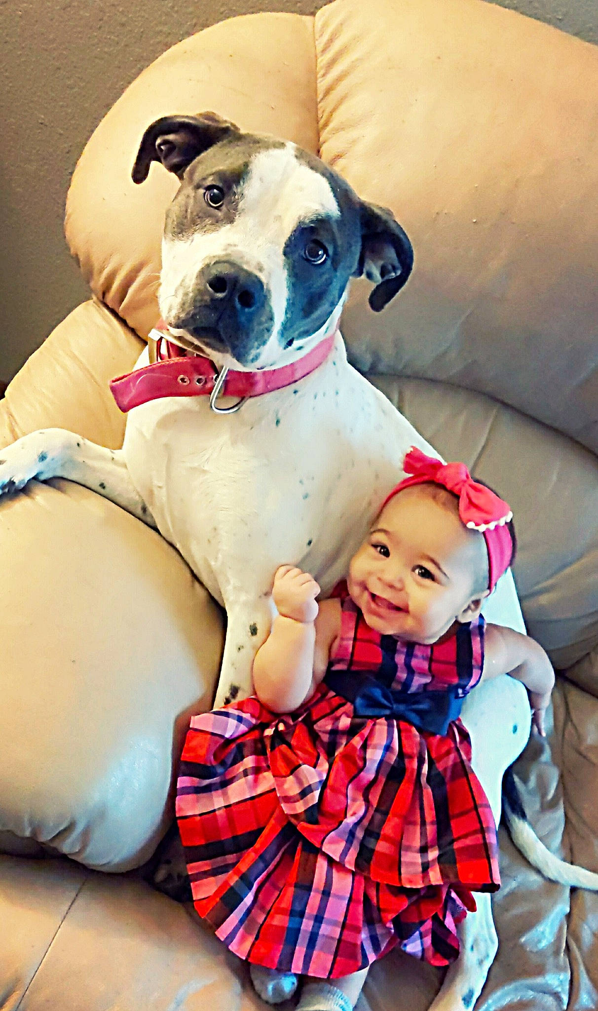 Fernlyn is registered to the contest to win money with this photo: canidae, carnivore, child, companion_dog, dog, dog_breed, fawn, joy, mammal, non_sporting_group, person, pit_bull, puppy, puppy_love