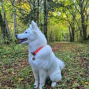 Aïka a rejoint le concours — aidez-le/la à gagner de superbes lots ! dog, white_dog, forest, trees, leaves, path, nature, outdoor, collar, pet, canine, fur, sitting, greenery, daylight, woods, animal, mammal, alert, scenic