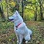 dog, white_dog, forest, trees, leaves, path, nature, outdoor, collar, pet, canine, fur, sitting, greenery, daylight, woods, animal, mammal, alert, scenic