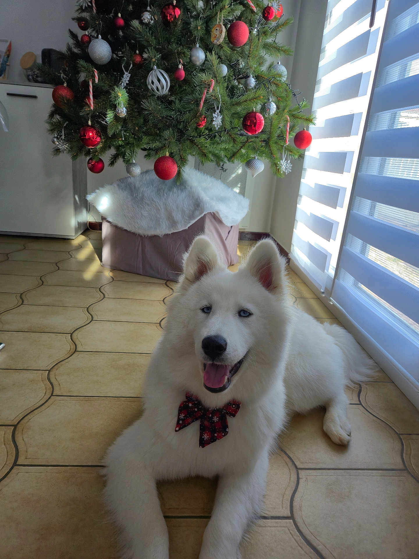 Aïka participe au concours pour gagner de l'argent avec cette photo : dog, white_dog, blue_eyes, bow_tie, christmas_tree, ornaments, red_ornaments, silver_ornaments, holiday, festive, indoor, tiled_floor, sunlight, window_blinds, decorations, smiling_dog, pet, canine, happy, fluffy