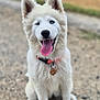 Aïka participe au concours pour gagner de l'argent avec cette photo : dog, white_dog, sitting, outdoor, gravel, collar, tag, tongue_out, happy, pet, canine, furry, ears_up, one_eye_closed, blue_eye, smiling, animal, cute, friendly, nature