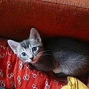 Baby joined the competition — help win amazing prizes! kitten, cat, gray_cat, white_cat, cushion, red_cushion, yellow_cloth, pet, indoor, cozy, curious, fur, whiskers, small_animal, closeup, resting, cute, young_cat, animal, feline