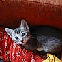 kitten, cat, gray_cat, white_cat, cushion, red_cushion, yellow_cloth, pet, indoor, cozy, curious, fur, whiskers, small_animal, closeup, resting, cute, young_cat, animal, feline