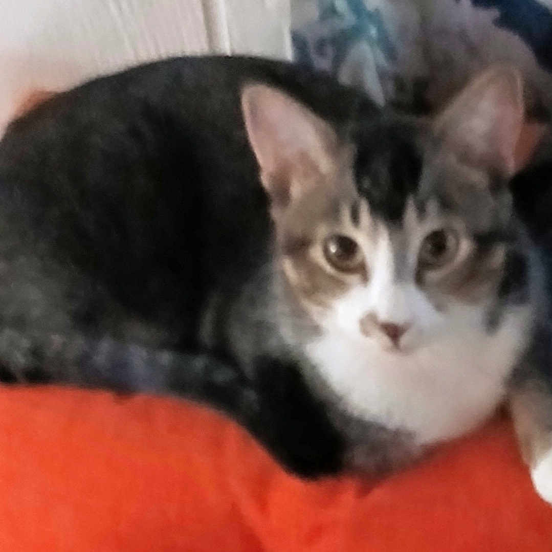 Max is registered to the contest to win money with this photo: abyssinian, angora, animal, architecture, blanket, building, cat, chair, couch, cushion, egyptiancat, furniture, homedecor, indoors, kitten, manx, person, pet, siamese, sleeping