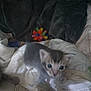 Thing One is registered to the contest to win money with this photo: kitten, cat, blur, blanket, soft, toy, colorful, fabric, curious, indoor, pet, animal, small, fur, whiskers, play, cute, young, feline, resting