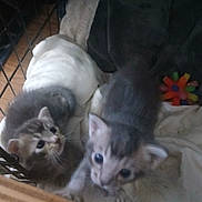 Thing One is registered to the contest to win money with this photo: kitten, cat, animal, pet, cage, blanket, toy, indoor, young, fur, curious, cute, small, whiskers, ears, face, eyes, soft, comfort, playful