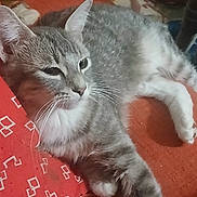 Rudy joined the competition — help win amazing prizes! cat, gray_tabby, whiskers, ears, paws, cushion, fabric, orange, indoor, pet, relaxed, fur, animal, resting, closeup, comfort, household, domestic, feline, soft