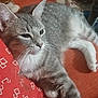 animal, cat, closeup, comfort, cushion, domestic, ears, fabric, feline, fur, gray_tabby, household, indoor, orange, paws, pet, relaxed, resting, soft, whiskers