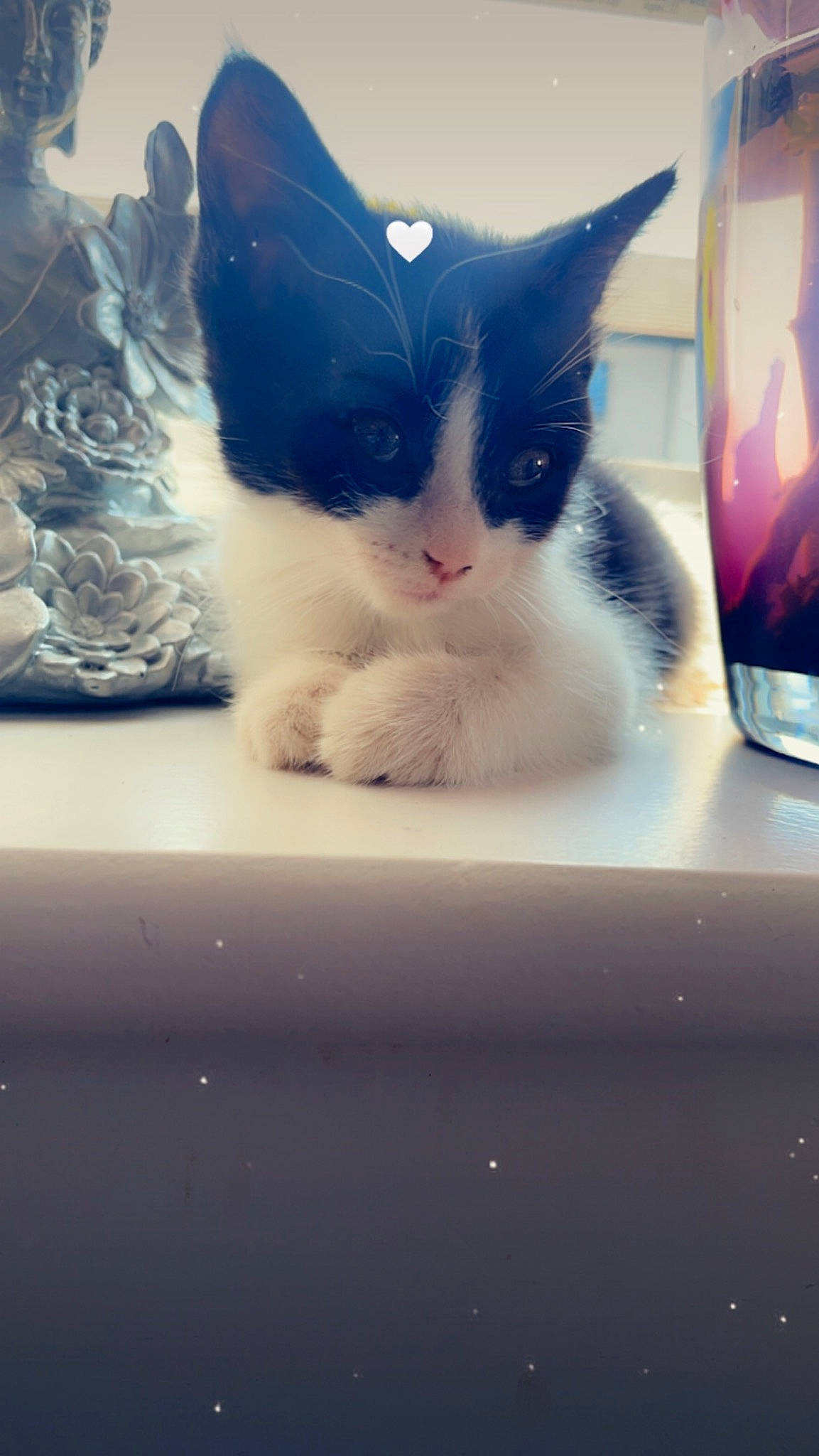 Figaro is registered to the contest to win money with this photo: box, carnivore, cat, comfort, display_device, domestic_short_haired_cat, felidae, fur, glass, paw, photo_caption, rectangle, room, small_to_medium_sized_cats, snout, square, tail, whiskers, window, windshield