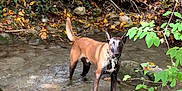 Sultan a rejoint le concours — aidez-le/la à gagner de superbes lots ! alert, animal, autumn, black, brown, canine, collar, creek, dog, ears, forest, greenery, leaves, nature, outdoor, rocks, standing, stream, water, wet