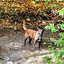 alert, animal, autumn, black, brown, canine, collar, creek, dog, ears, forest, greenery, leaves, nature, outdoor, rocks, standing, stream, water, wet