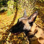 Sultan participe au concours pour gagner de l'argent avec cette photo : animal, autumn, brown, canine, collar, daylight, dog, ears, fall, forest, leaves, muzzle, nature, outdoor, pet, profile, season, sunlight, tree, wildlife