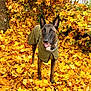 dog, autumn, fall_leaves, leaves, outdoor, canine, brown_dog, coat, nature, tree, seasonal, park, pet, animal, leaf_litter, walking, forest_floor, happy, tongue_out, daylight