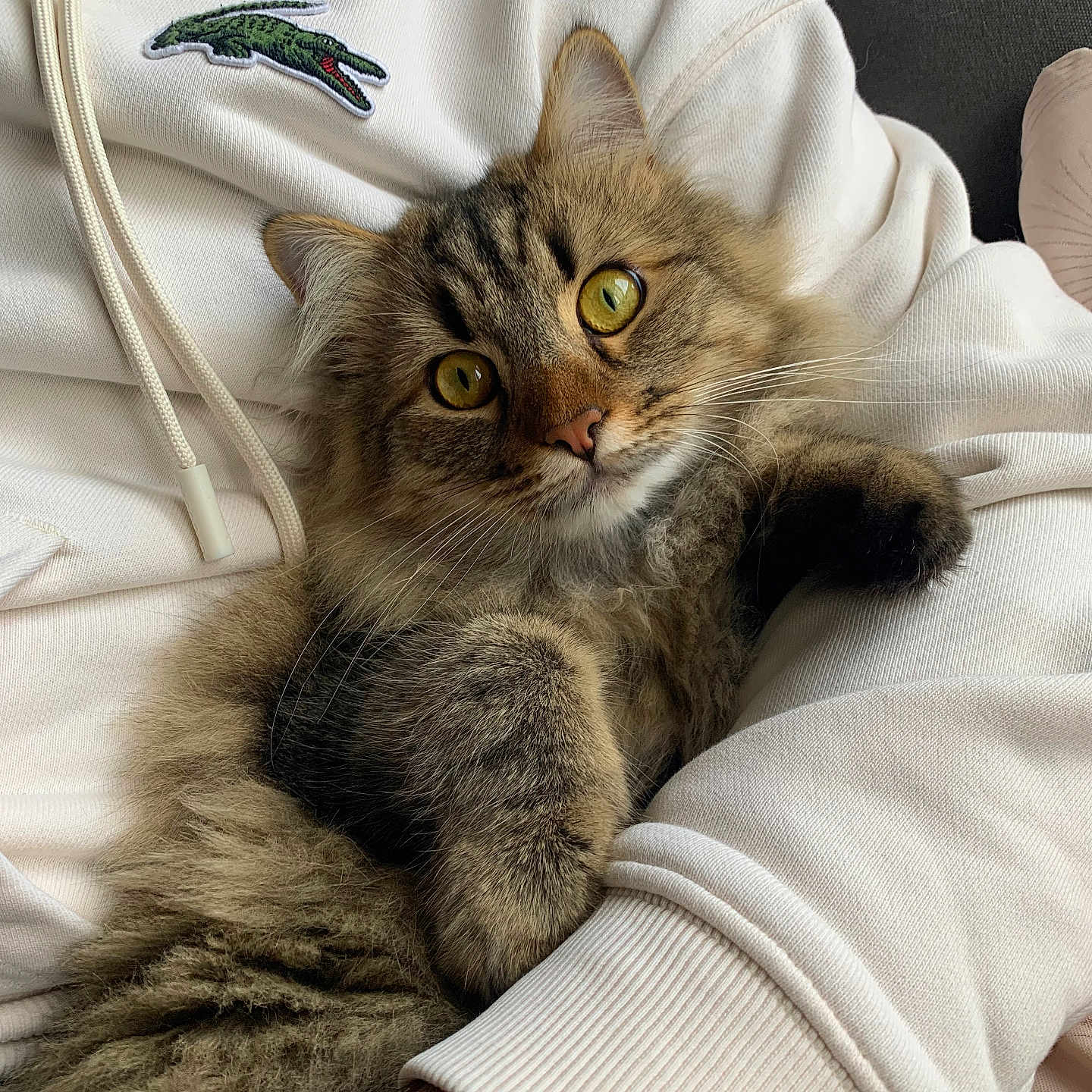 Guizmo a rejoint le concours — aidez-le/la à gagner de superbes lots ! abyssinian, animal, blanket, cat, chair, clothing, couch, face, furniture, head, hoodie, kitten, knitwear, manx, person, pet, photography, portrait, sweater, sweatshirt