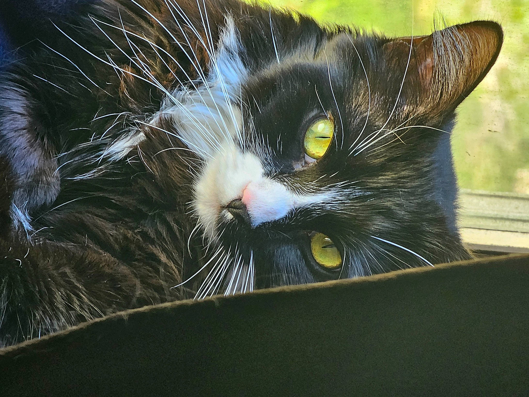 Star joined the competition — help win amazing prizes! black_cat, carnivore, cat, domestic_short_haired_cat, felidae, fur, grass, paw, small_to_medium_sized_cats, snout, tail, whiskers, window