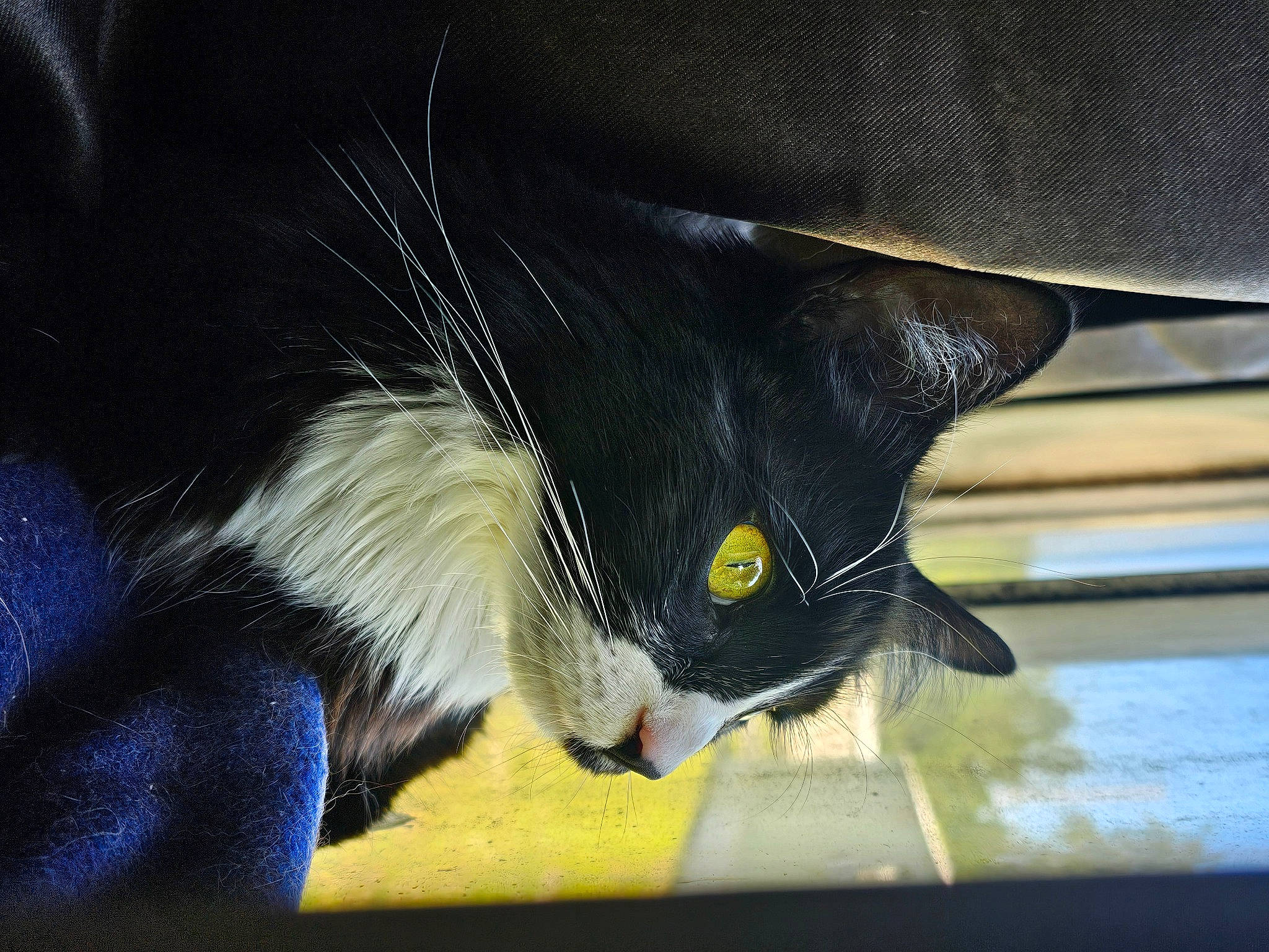 Star is registered to the contest to win money with this photo: black_cat, carnivore, cat, claw, comfort, domestic_short_haired_cat, electric_blue, eye, felidae, foot, fur, gesture, paw, small_to_medium_sized_cats, snout, tail, tints_and_shades, whiskers, wing