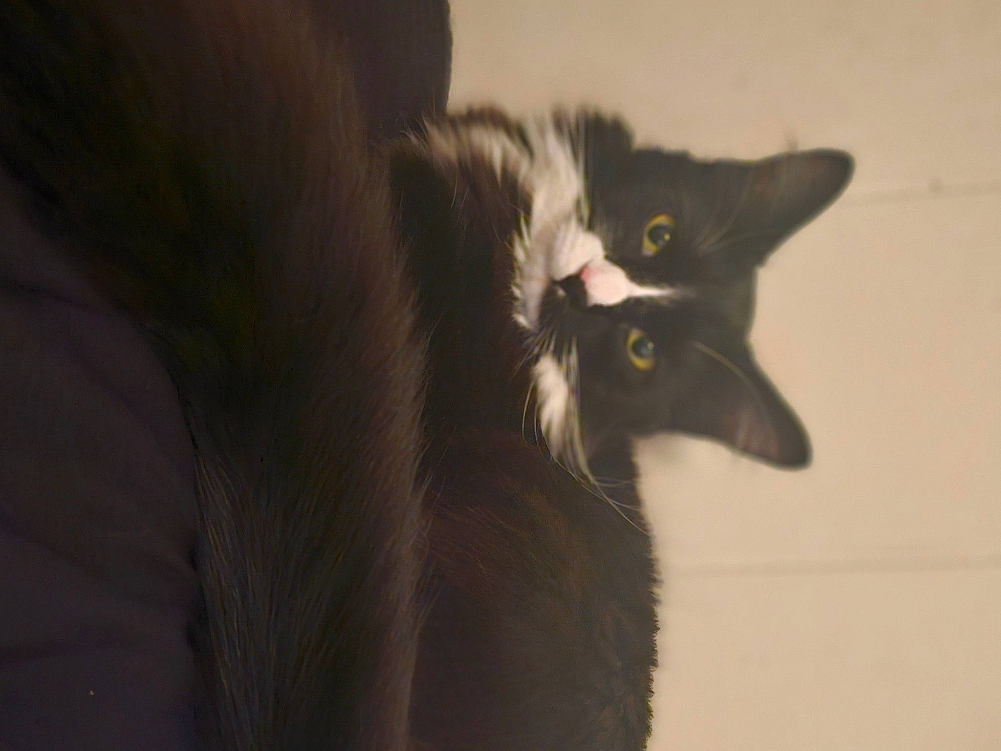 Star is registered to the contest to win money with this photo: black_cat, bombay, carnivore, cat, domestic_short_haired_cat, felidae, fur, grey, monochrome_photography, small_to_medium_sized_cats, tail, terrestrial_animal, whiskers, window