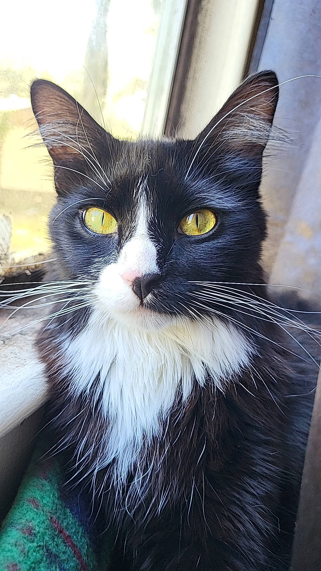 Star joined the competition — help win amazing prizes! carnivore, cat, domestic_short_haired_cat, eye, felidae, fur, graphics, head, iris, mammal, sitting, small_to_medium_sized_cats, snout, tail, terrestrial_animal, vertebrate, whiskers, window