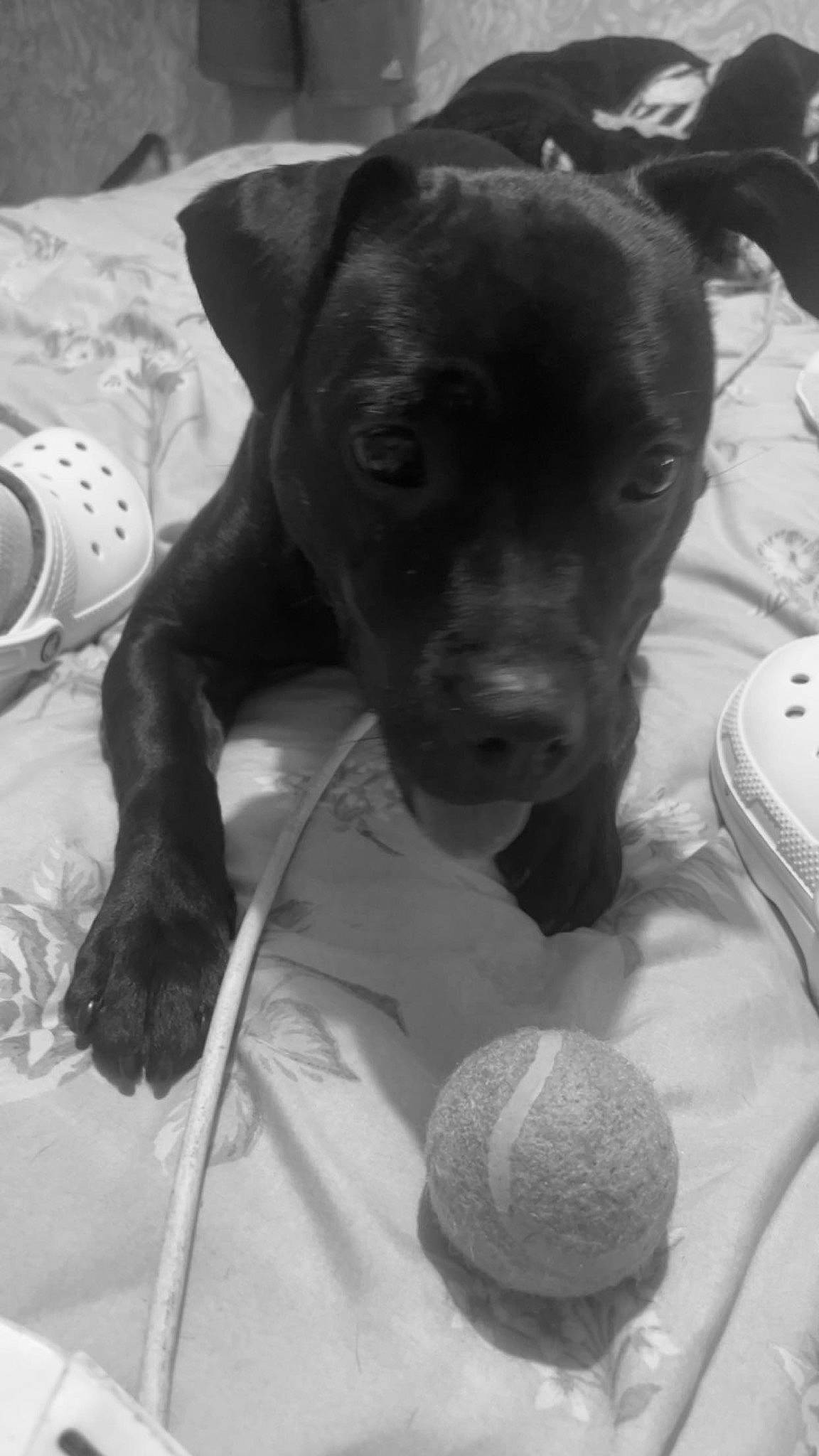 Lexi joined the competition — help win amazing prizes! ball, black, canidae, carnivore, companion_dog, dog, dog_breed, ear, fur, grey, liver, monochrome, monochrome_photography, snout, sporting_group, style, toy_dog, whiskers, white, working_animal