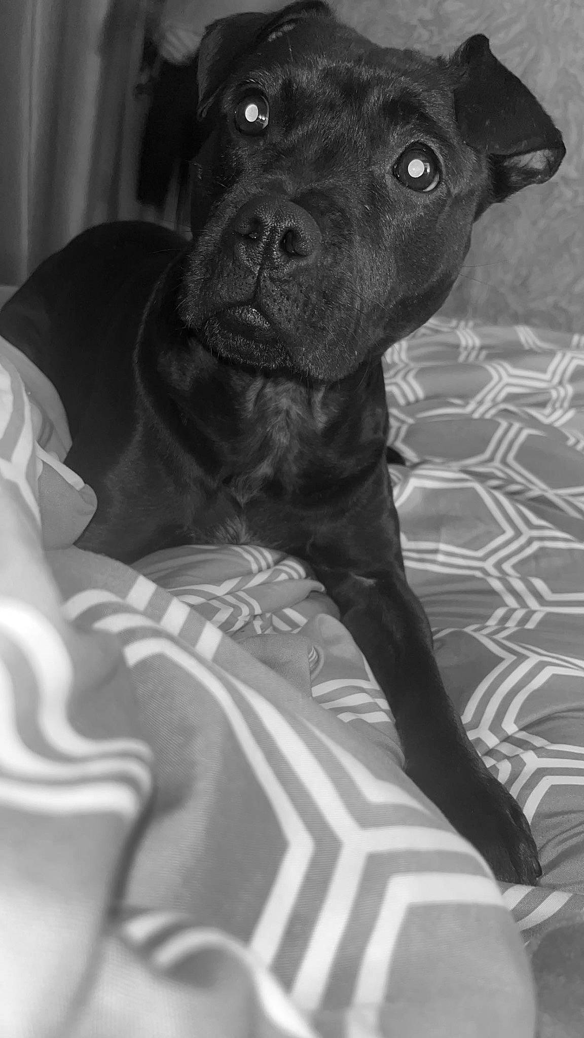 Lexi joined the competition — help win amazing prizes! black, black_and_white, borador, canidae, carnivore, comfort, companion_dog, dog, dog_breed, fur, grey, guard_dog, monochrome, monochrome_photography, sporting_group, style, terrestrial_animal, whiskers, white, working_animal