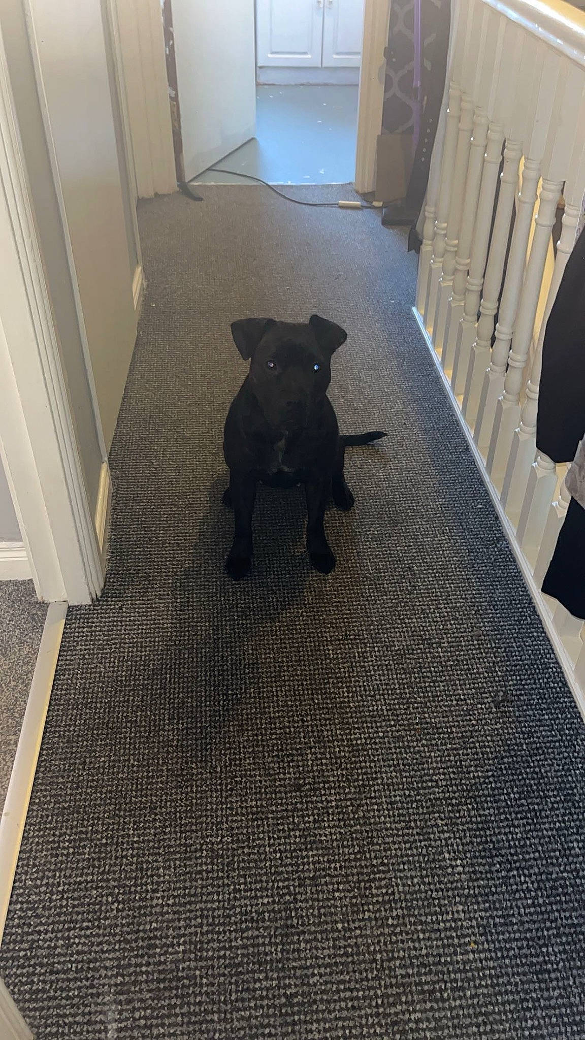 Lexi is registered to the contest to win money with this photo: carnivore, carpet, companion_dog, dog, dog_breed, door, fawn, felidae, floor, flooring, hardwood, room, shadow, small_to_medium_sized_cats, snout, sporting_group, tail, toy_dog, wood, working_animal