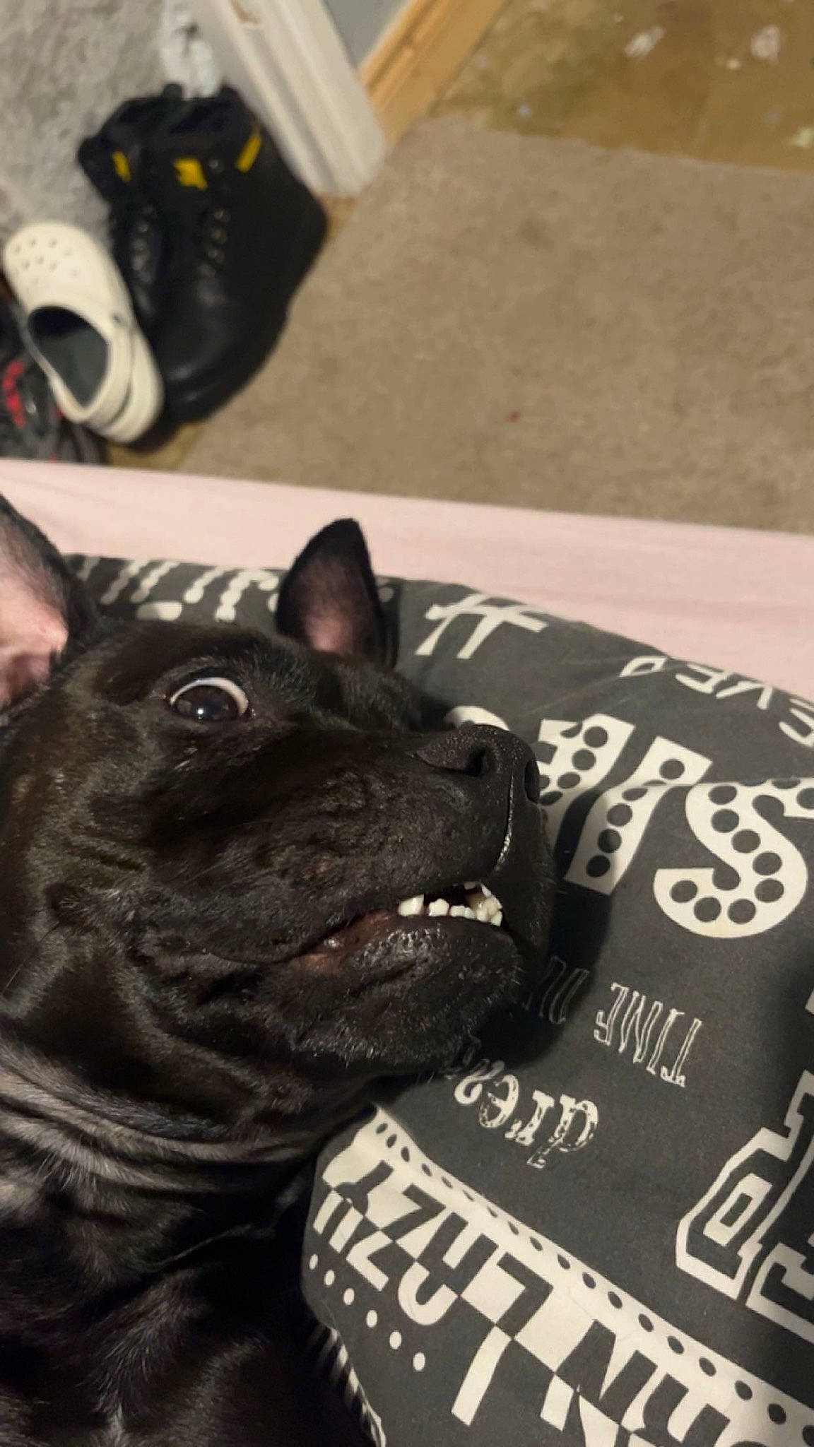 Lexi joined the competition — help win amazing prizes! black, canidae, carmine, carnivore, cat, collar, companion_dog, dog, dog_breed, felidae, font, fur, grey, pug, small_to_medium_sized_cats, snapshot, snout, sporting_group, toy_dog, whiskers