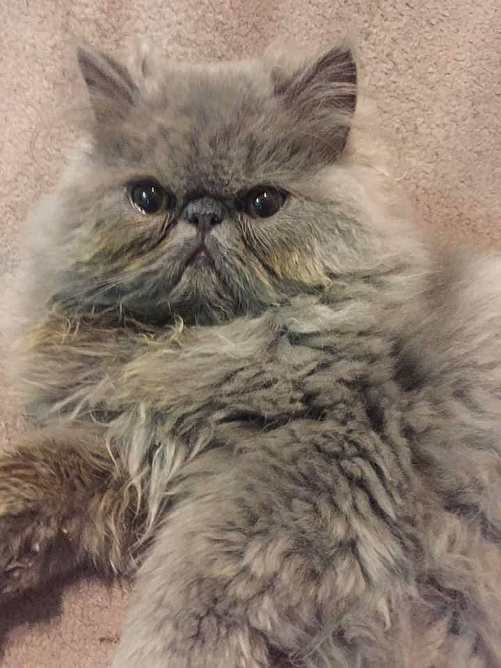 Guizmo a rejoint le concours — aidez-le/la à gagner de superbes lots ! asian, asian_semi_longhair, british_longhair, british_semi_longhair, carnivore, cat, domestic_long_haired_cat, eye, fawn, felidae, fur, himalayan, kitten, mammal, napoleon_cat, persian, small_to_medium_sized_cats, snout, whiskers