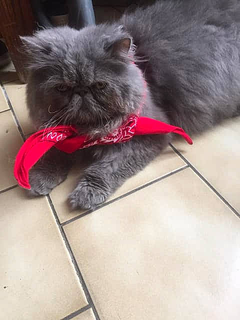 Guizmo a rejoint le concours — aidez-le/la à gagner de superbes lots ! british_longhair, british_semi_longhair, british_shorthair, carnivore, cat, chartreux, domestic_long_haired_cat, fawn, felidae, fur, kitten, korat, mammal, nebelung, norwegian_forest_cat, persian, small_to_medium_sized_cats, whiskers