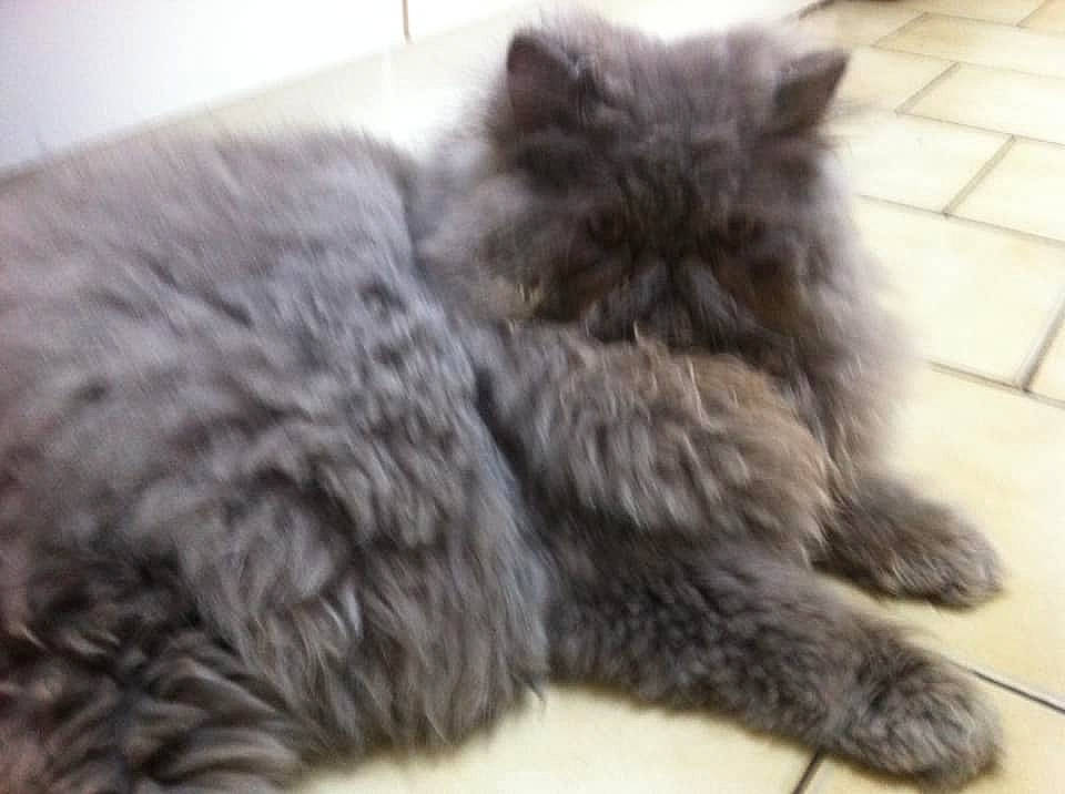 Guizmo a rejoint le concours — aidez-le/la à gagner de superbes lots ! asian_semi_longhair, british_longhair, british_semi_longhair, carnivore, cat, domestic_long_haired_cat, felidae, fur, maine_coon, mammal, nebelung, norwegian_forest_cat, persian, ragamuffin, selkirk_rex, siberian, small_to_medium_sized_cats, snout, vertebrate, whiskers