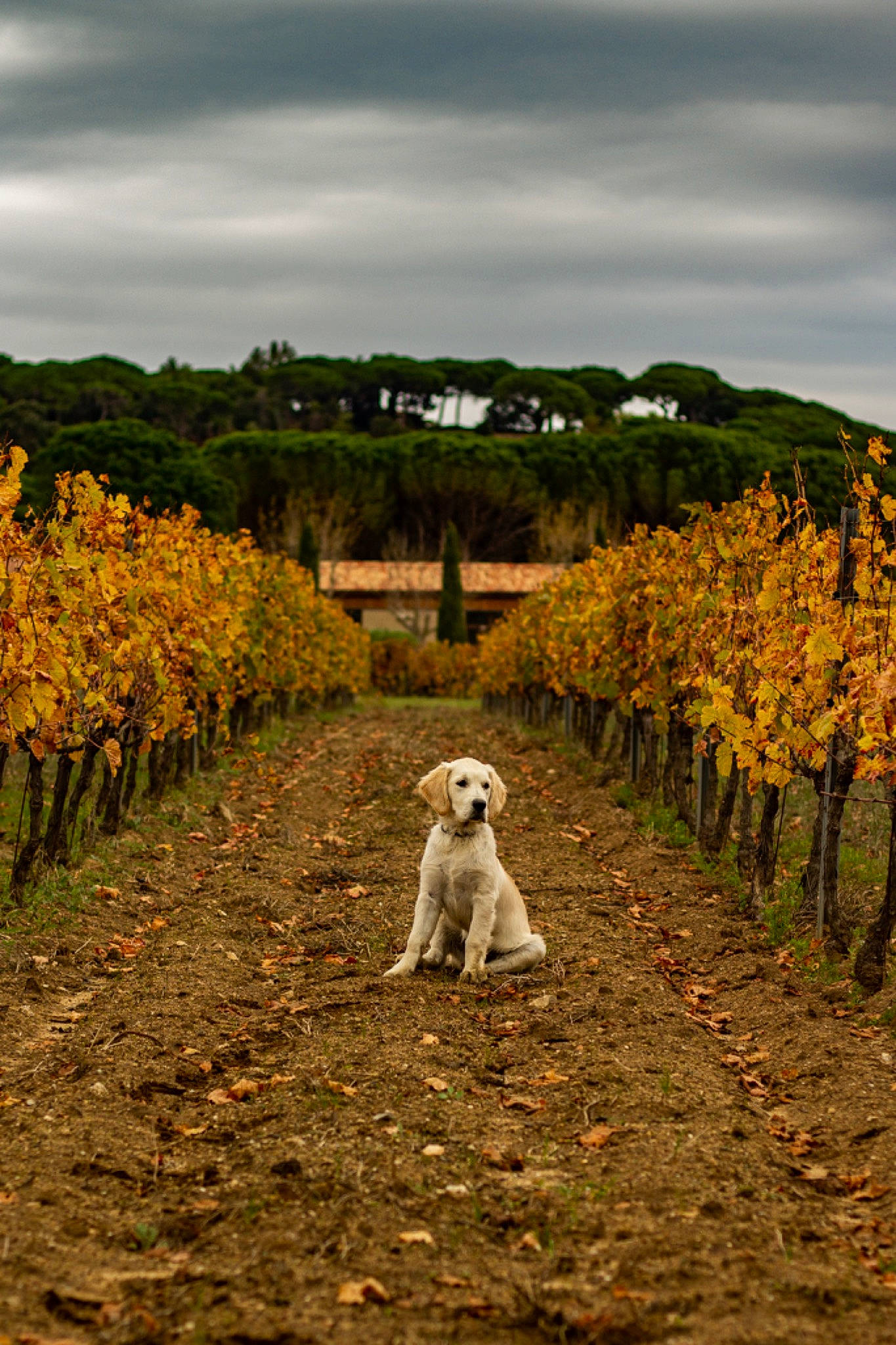 Athos a rejoint le concours — aidez-le/la à gagner de superbes lots ! agriculture, carnivore, cloud, companion_dog, dog, dog_breed, ecoregion, fawn, field, grass, grass_family, landscape, natural_landscape, people_in_nature, plant, plant_community, rural_area, shrub, sky, tree
