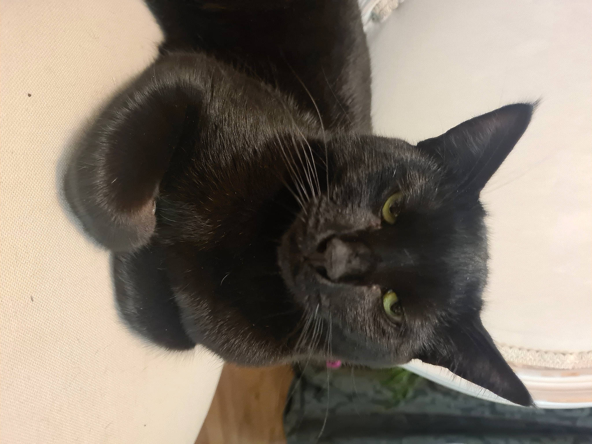 Kambouï participe au concours pour gagner de l'argent avec cette photo : black_cat, bombay, carnivore, cat, cat_supply, claw, comfort, domestic_short_haired_cat, ear, felidae, fur, plant, small_to_medium_sized_cats, tail, terrestrial_animal, whiskers