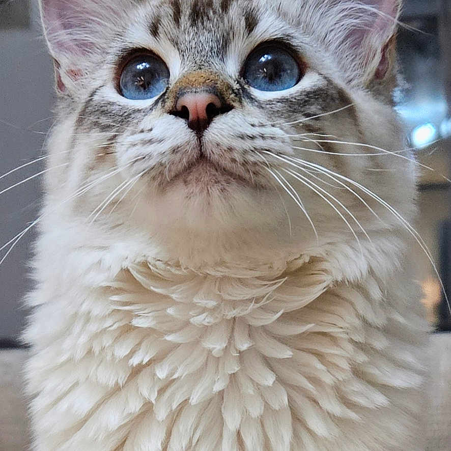 Pancho a rejoint le concours — aidez-le/la à gagner de superbes lots ! animal, blue_eyes, cat, close_up, curious, cute, domestic_animal, ears, feline, fluffy_fur, furry, indoor, looking_up, mammal, nose, pet, portrait, soft_texture, whiskers, young_cat