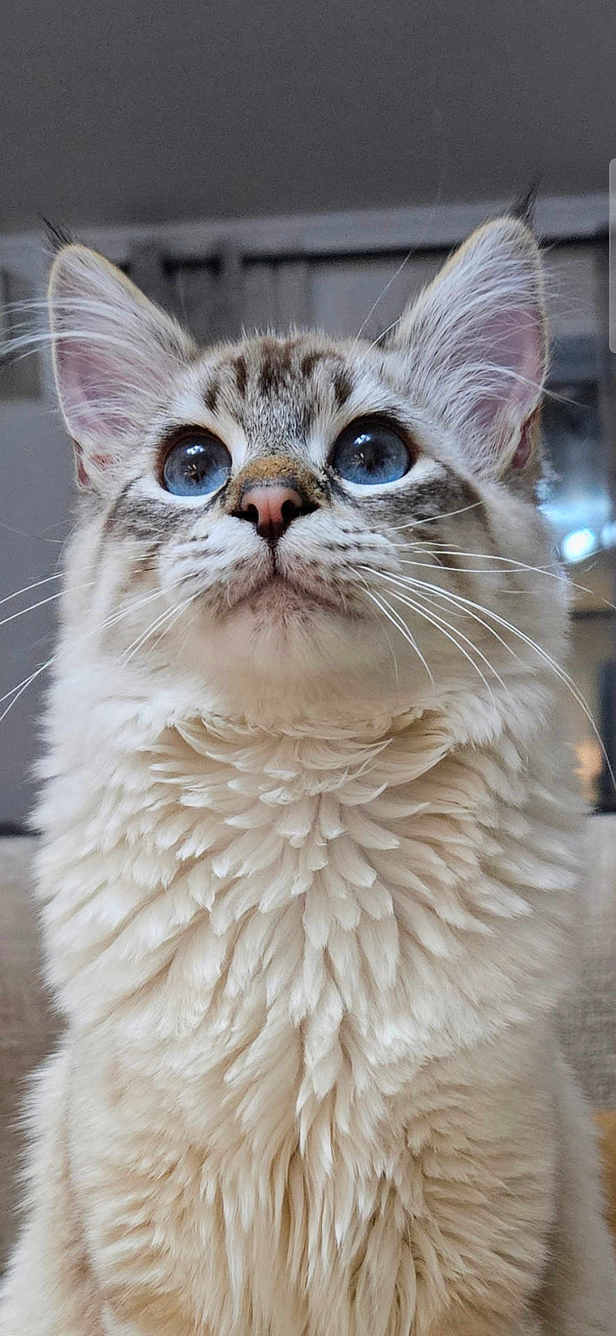 Pancho a rejoint le concours — aidez-le/la à gagner de superbes lots ! cat, blue_eyes, fluffy_fur, indoor, curious, close_up, whiskers, pet, mammal, feline, soft_texture, ears, nose, portrait, looking_up, domestic_animal, animal, cute, young_cat, furry