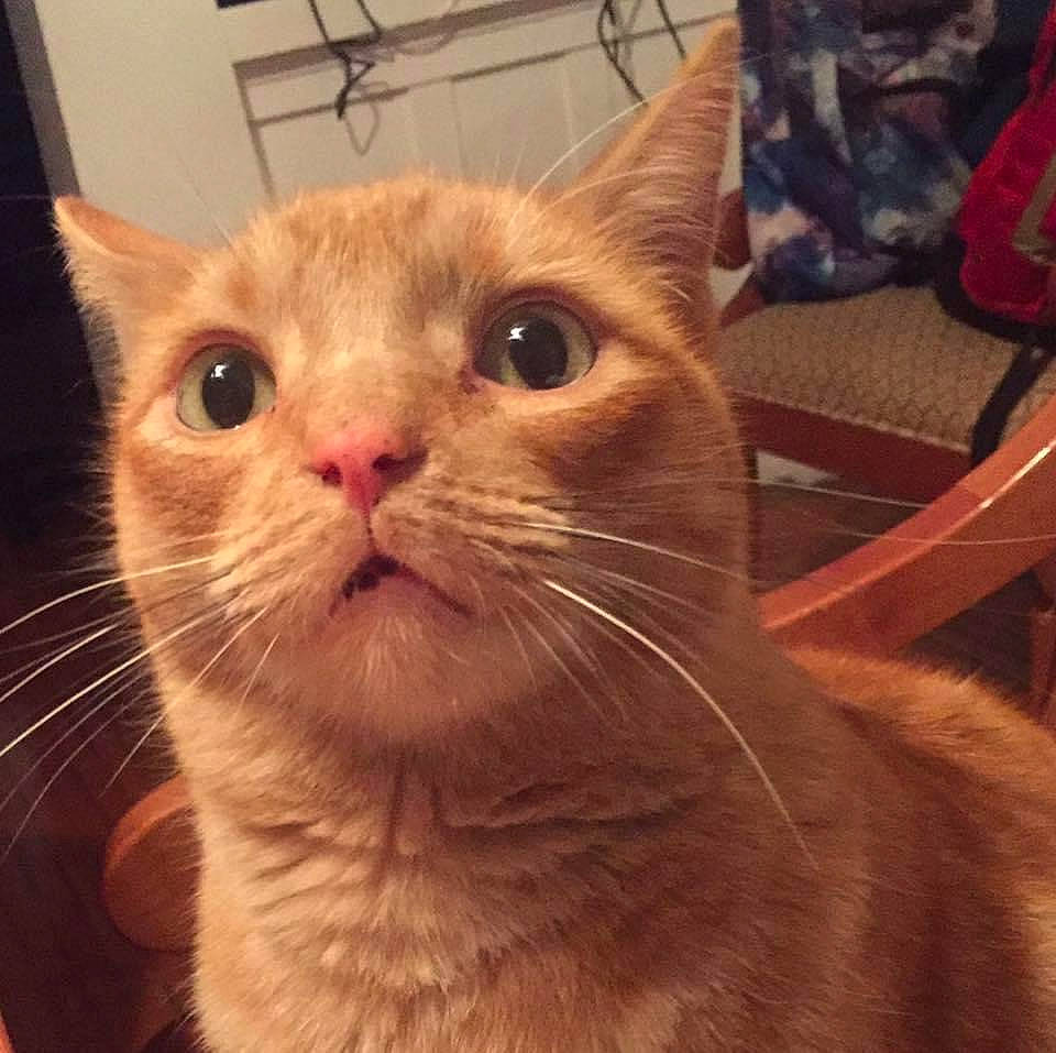 Pikachu joined the competition — help win amazing prizes! carnivore, cat, domestic_short_haired_cat, ear, fawn, felidae, fur, paw, small_to_medium_sized_cats, snout, tail, terrestrial_animal, whiskers