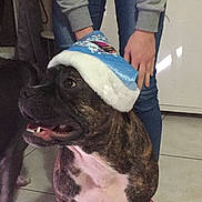 Pirate participe au concours pour gagner de l'argent avec cette photo : dog, brindle, hat, blue_hat, indoor, person, jeans, grey_sweater, floor_tiles, pet, animal, smiling_dog, hands, holding, white_chest, canine, companion, domestic, looking_sideways, festive