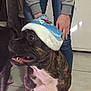 dog, brindle, hat, blue_hat, indoor, person, jeans, grey_sweater, floor_tiles, pet, animal, smiling_dog, hands, holding, white_chest, canine, companion, domestic, looking_sideways, festive