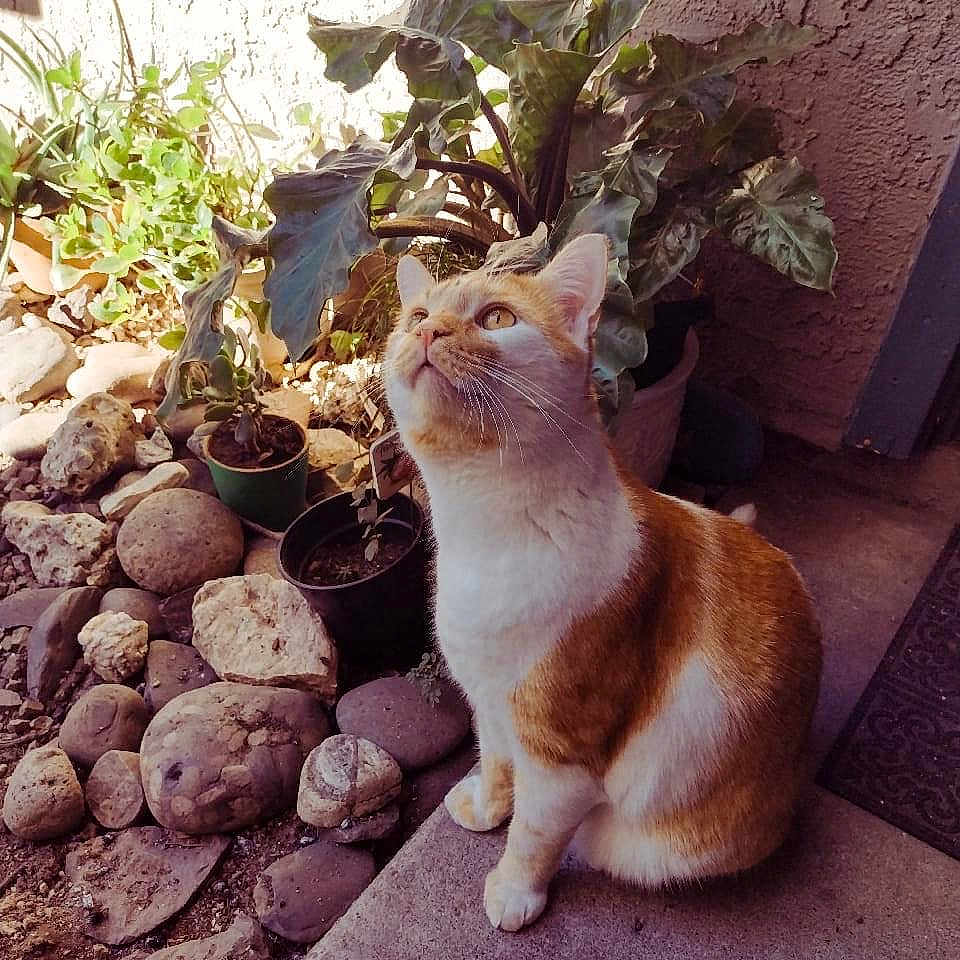 Inuyasha is registered to the contest to win money with this photo: animal, cat, concrete, curious, daylight, feline, garden, nature, orange_cat, outdoor, pet, plants, porch, potted_plants, rocks, sitting, sunlight, texture, whiskers, white_cat