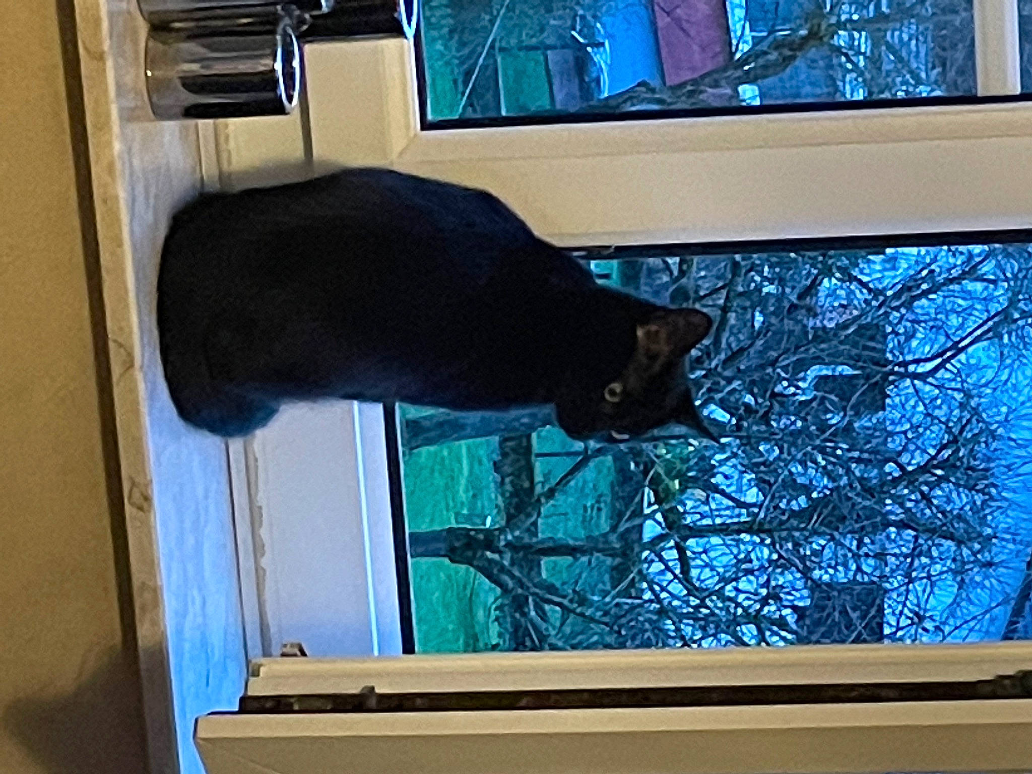 Moon a rejoint le concours — aidez-le/la à gagner de superbes lots ! carnivore, cat, felidae, glass, light, line, mammal, plant, room, russian_blue, sash_window, shade, small_to_medium_sized_cats, tail, tints_and_shades, tree, twig, vertebrate, window, wood