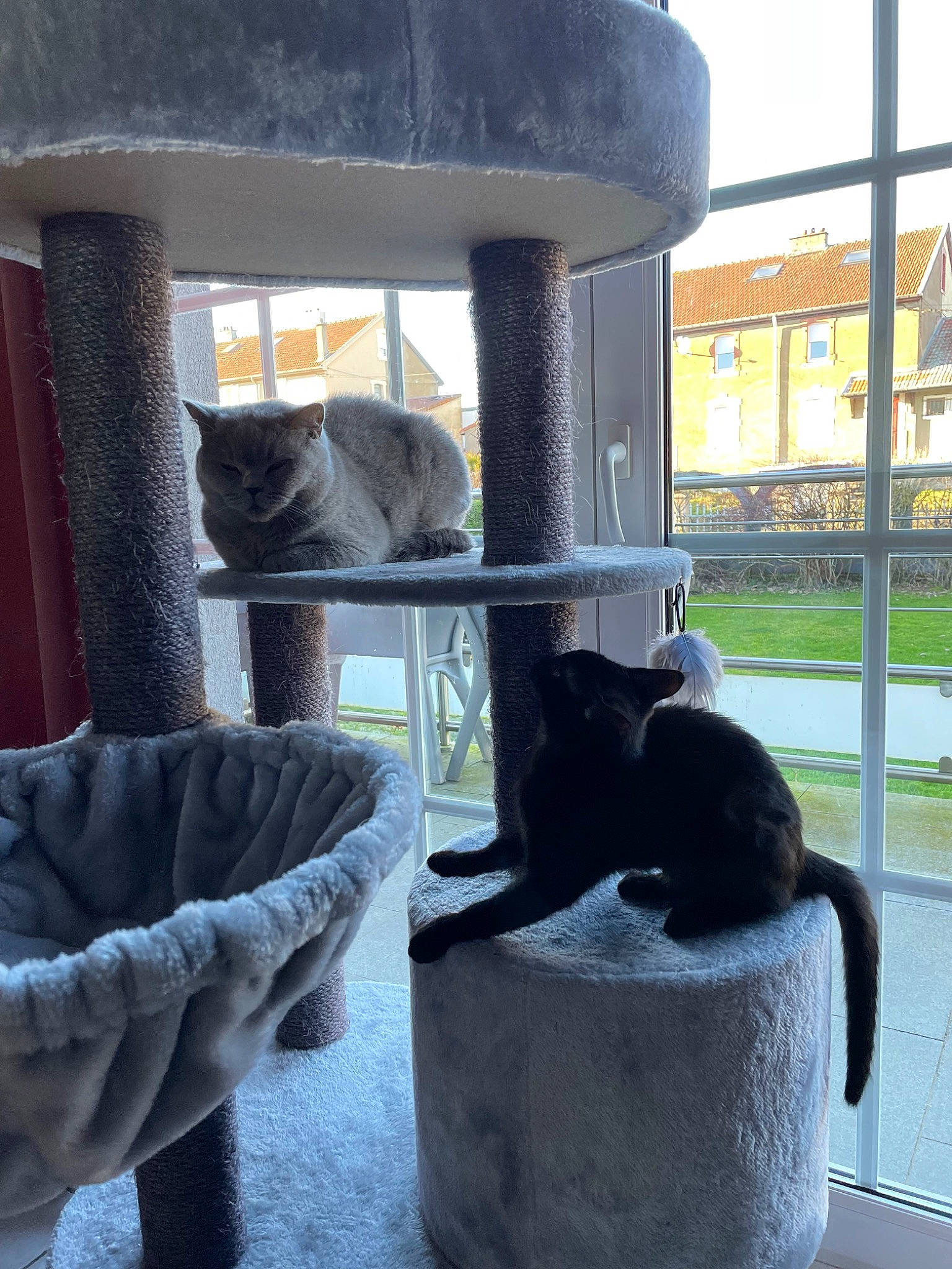 Moon a rejoint le concours — aidez-le/la à gagner de superbes lots ! black, black_cat, building, carnivore, cat, cat_supply, comfort, domestic_short_haired_cat, felidae, fur, grass, grey, home, mammal, plant, room, small_to_medium_sized_cats, tail, whiskers, window