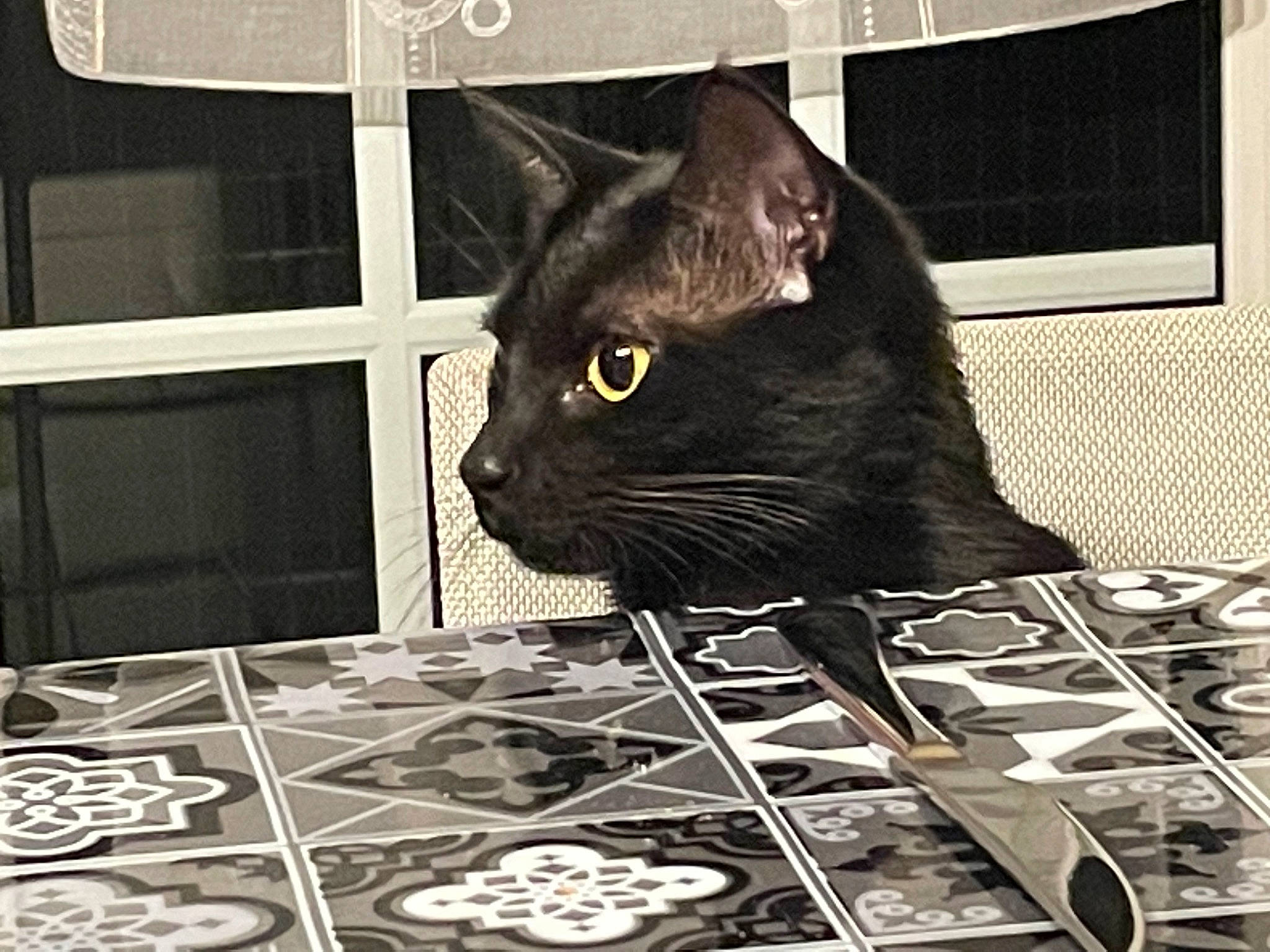 Moon a rejoint le concours — aidez-le/la à gagner de superbes lots ! black, black_and_white, black_cat, bombay, carnivore, cat, domestic_short_haired_cat, felidae, fur, monochrome, monochrome_photography, pet_supply, rectangle, small_to_medium_sized_cats, snapshot, snout, tail, whiskers, white, window