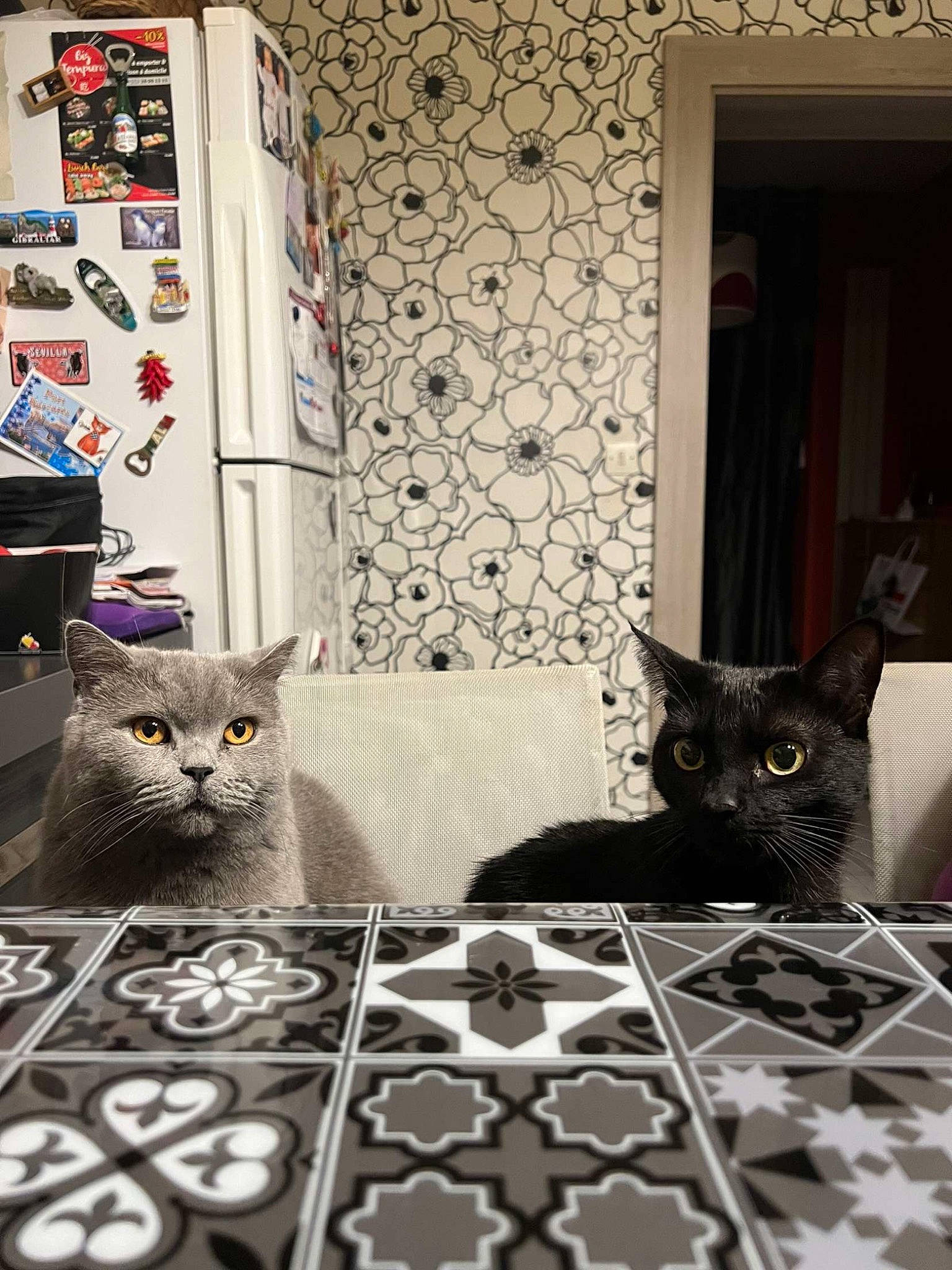 Moon a rejoint le concours — aidez-le/la à gagner de superbes lots ! carnivore, cat, felidae, floor, flooring, grey, interior_design, linens, mammal, pattern, purple, room, small_to_medium_sized_cats, textile, tints_and_shades, vertebrate, wall, whiskers, white, wood