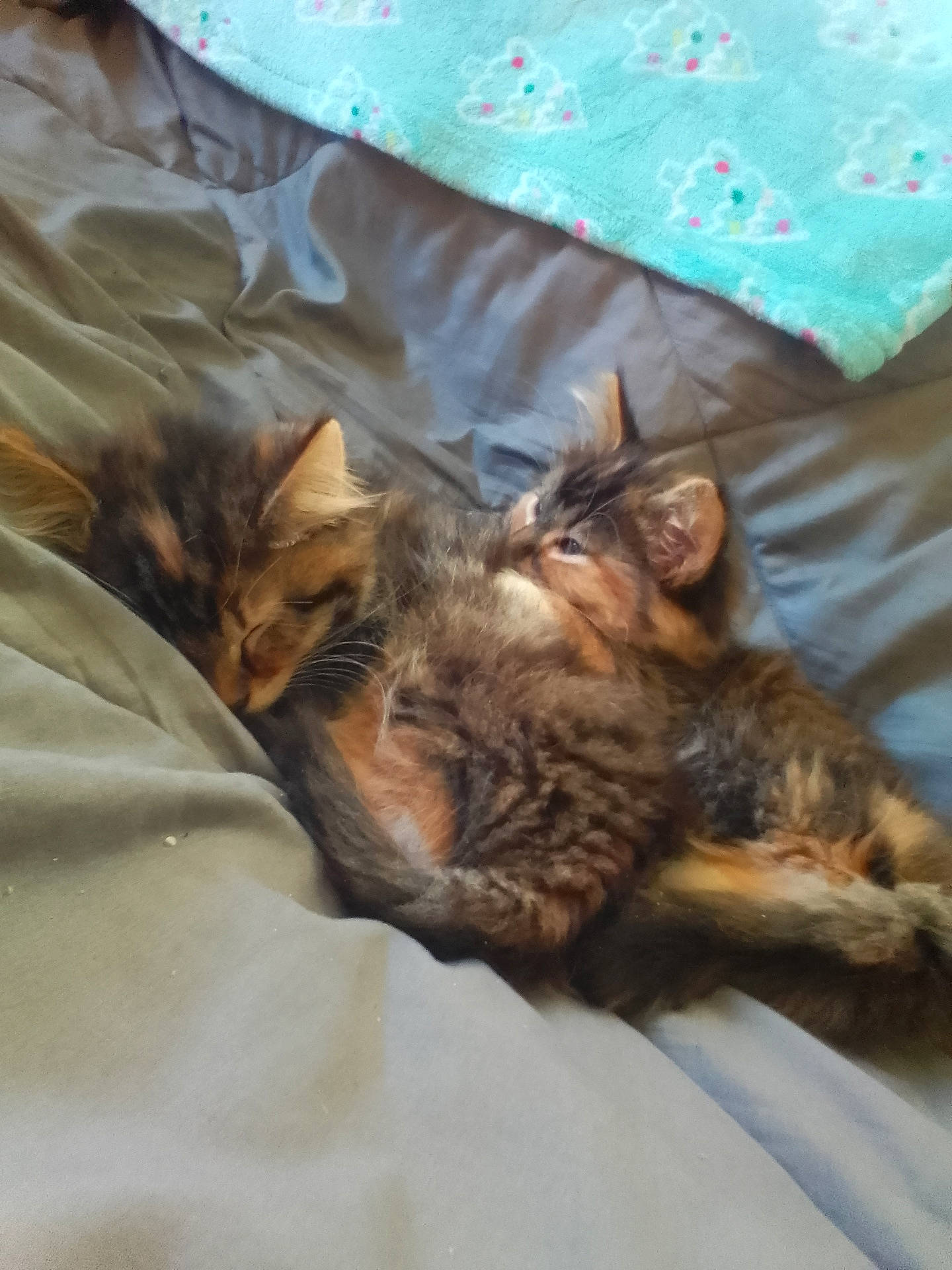 Oreo joined the competition — help win amazing prizes! animal, bed, blanket, cat, cozy, cute, domestic_animal, feline, fur, indoor, kitten, pattern, pet, resting, sleeping, snuggling, soft, teal, two_animals, warm