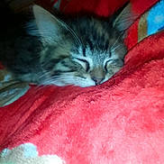 Nala is registered to the contest to win money with this photo: animal, blanket, cat, closeup, cozy, cute, domestic_cat, ears, fur, furry, indoor, kitten, mammal, nap, peaceful, pet, resting, sleeping, soft, whiskers