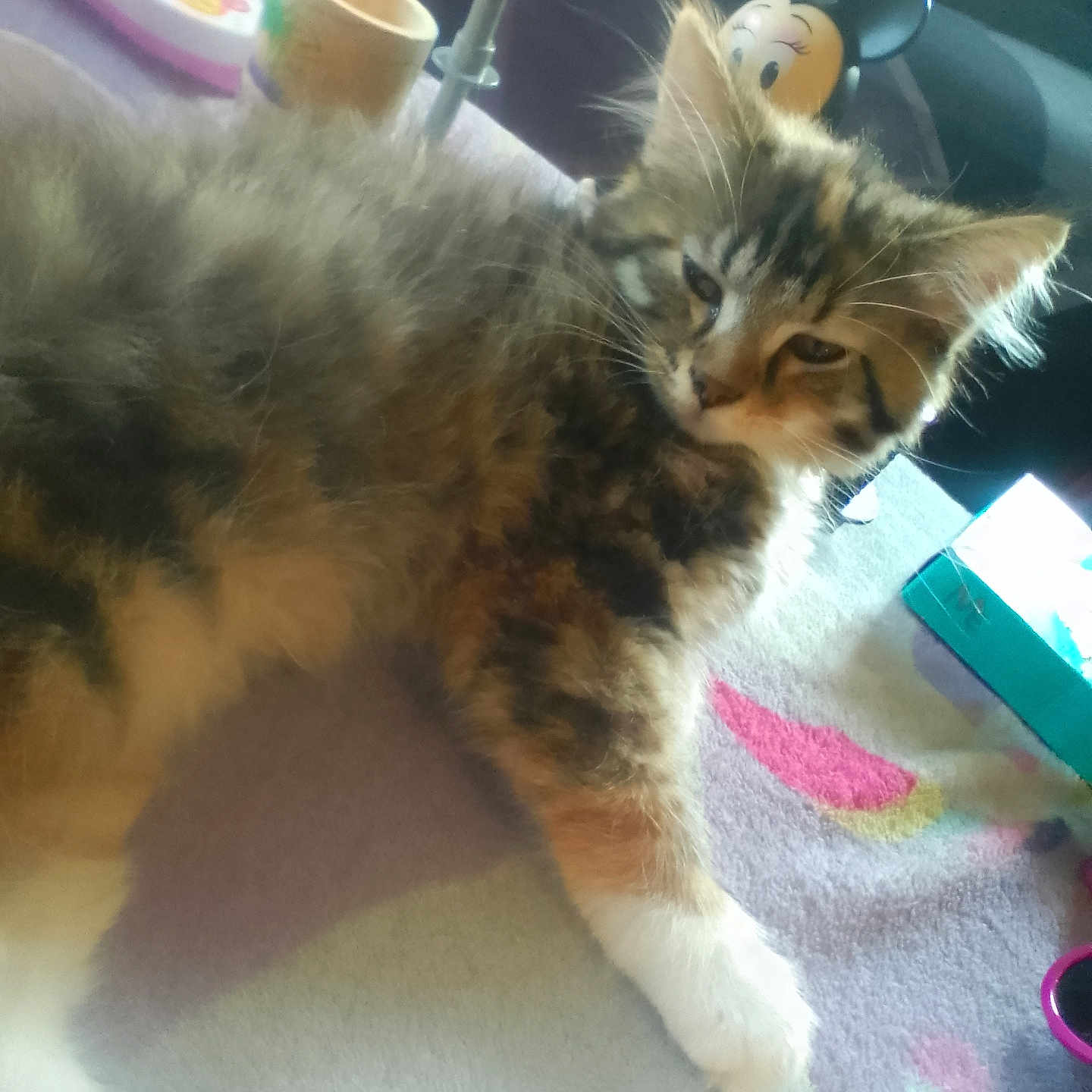 Nala is registered to the contest to win money with this photo: animal, carpet, cat, colorful, cute, fluffy, fur, household, indoor, kitten, mickey_mouse, paw, pet, playful, relaxed, small, soft, tabby, toy, whiskers